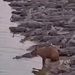 [19] 나만 카피<b>바라</b> 조카 싫냐