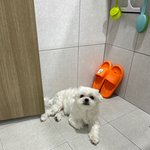 저희<b>집</b> 개가 <b>저</b>를 과잉보호 합니다