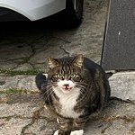 [댓글부탁해] 내가 지금까지 봤던 길고양이중에 얘가 제일 귀여움