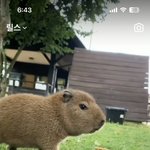 [19] 카피<b>바라</b> 빠는 애들이 놓치고있는거