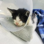 [<b>칠복</b>이들] 다리 다친 아기고양이의 하루