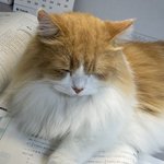 다리 <b>길이</b> ㅁㅌㅊ