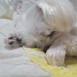 <b>울집</b> 강아지 자는거 보구 가