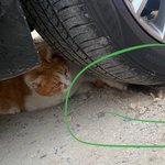 [댓글부탁해] 고양이가 두더지 <b>학대</b>하는거같나요?