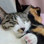 [댓글부탁해] 우리집 <b>개고양이</b> ㅈㄴ친함