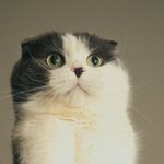 키작녀=여자들이나 <b>찬양</b>하는 장애인