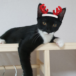 <b>난봉꾼</b>  토니~~