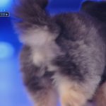 얘 빵댕이가 너무 귀여워서 미치겠음ㅜㅜㅜㅜㅜ