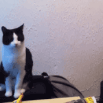 이 <b>팝송</b> 뭐지