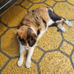 [고양이] 요즘 <b>동네</b> 고양이가 안보여요