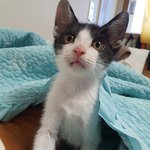 [<b>칠복</b>이들] 아기고양이 <b>칠복</b>이 사진들