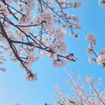 네이트<b>판도</b> 키수술 괜찮다는 여론 돼가네