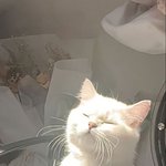 아이쿠 <b>햇빛</b> 눈부시다냥