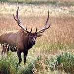 [미끄러짐] 너 엘프같아. <b>들판</b>의 수호신