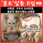 [이것좀봐줘] 안락사에서 겨우 살아남은 아이.. 볼트를 찾습니다