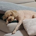 우리집 강아지 누워있는거 보고<b>갈래</b>? (귀여움주의)