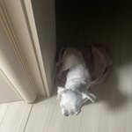 우리 강아지ㅠㅠ 내가 <b>방문</b> 안열어줬는데
