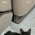 [댓글부탁해] 오늘 우리<b>집</b>에 고양이 데려갔어