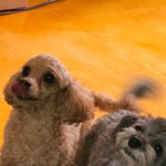 <b>윤상</b>-앤톤 둘이 산다니까 일상 조카 궁금하네