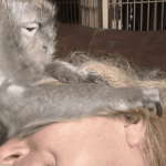 원숭이<b>ASMR</b>