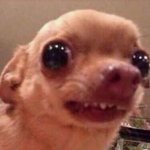 [댓글부탁해] 이 얼굴도 <b>허쉬</b>컷 어울릴까