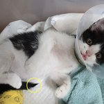 [<b>칠복</b>이들] 고양이 꼬리가 떨어졌어요..?!