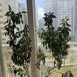 [댓글부탁해] 올리브<b>나무</b> 질문입니다.