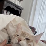 우리집 <b>야옹</b>이2