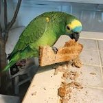 [TXT] 그럼 이제 툽깅이들 <b>반려동물</b>이