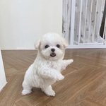 오늘 한달동안 안 깎은 <b>겨털</b> 밀어따