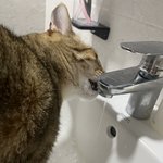 <b>울</b><b>집</b>냥이 세면대물ㅈㄴ좋아함