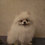 [모두드루와] 고양이 강아지