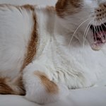 나의 동거묘 <b>도칠</b>이 2023년 9~10월 일상들..