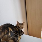 [이것좀봐줘] <b>궁디</b>좀 뚜드려봐