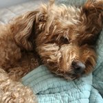 애기랑 같은 베개, 이불 덮고 자는 중 <b>코오</b>