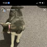 버려진 고양이 구조