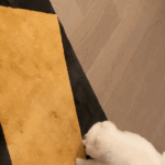 지민 열애설 증거 또 나옴