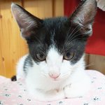 [<b>칠복</b>이들] 아기고양이 <b>칠복</b>이 드디어 깁스 풀다!