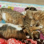 <b>합체</b>냥이들(엄마와 두딸)