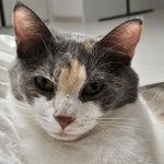 [이게맞냐] [추가]우리냥이들의 엄빠가 누군지 맞춰볼 사람