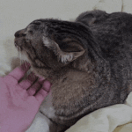 [TXT] 흐아앙 <b>호박</b>아아ㅠㅠㅠㅠ