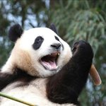 방탄 블핑 아무나 포카칩 망고맛 <b>샤라</b>웃 해주라