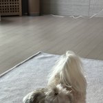 강아지 이름 <b>지어</b>줘
