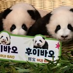 푸바오 동생 이름 공개됨