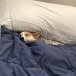 안녕히 주무세요 내일 만나요 댕댕이 <b>ver</b>.