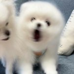 [댓글부탁해] 고백각만 잡히면 무서워 어떡해야할까…