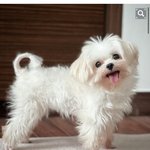 [댓글부탁해] 애플워치 어떤게 젤 <b>무난</b>함?