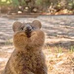 짝남 ㅈㄴ <b>쿼카</b> 닮음