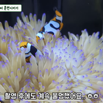 물고기 <b>니모</b> 너무 귀엽지 않냐