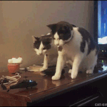고양이 호들갑